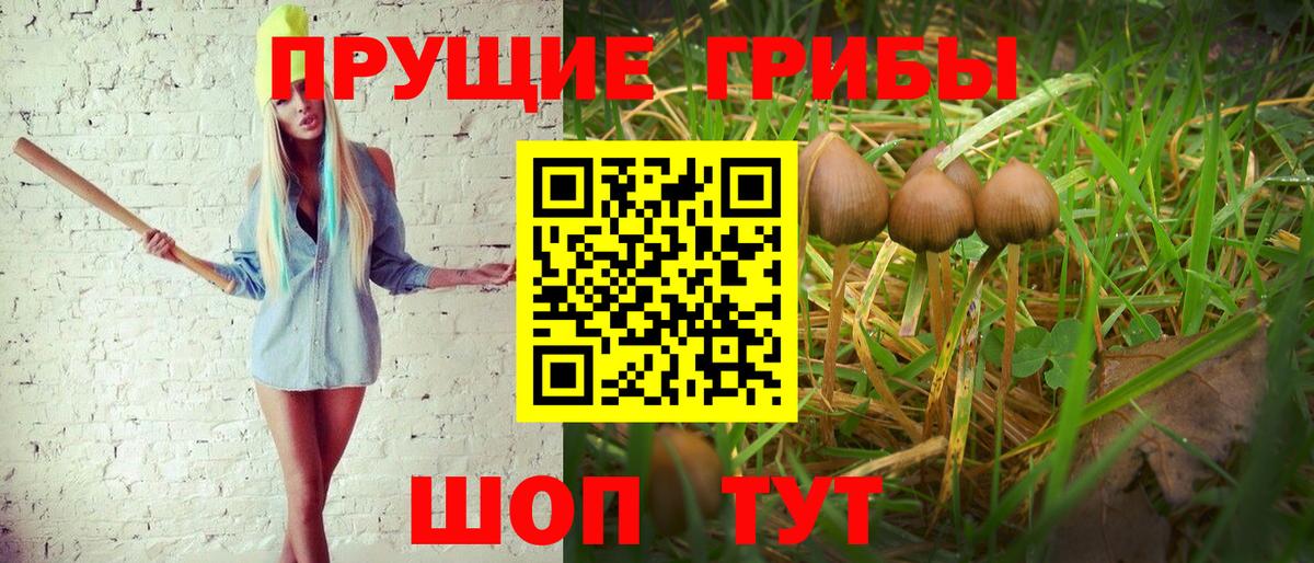 Галлюциногенные грибы Psilocybine cubensis  Вход с VPN  Псилоцибиновые грибы Psilocybine cubensis  Семилуки 